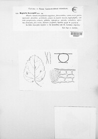 Septoria laserpitii image